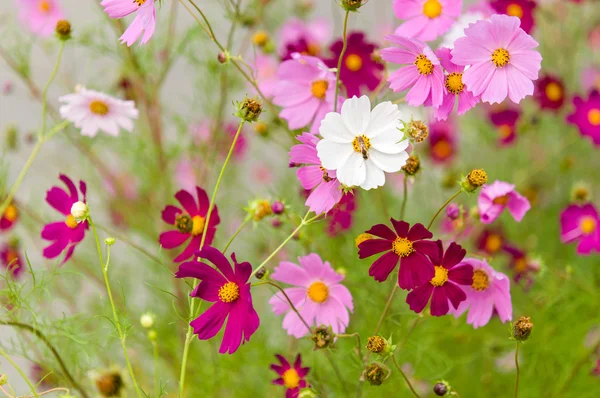 Cosmos flores que florecen en el jardín — Foto de Stock