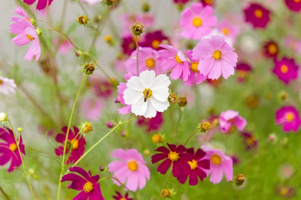 Cosmos flores que florecen en el jardín — Foto de Stock