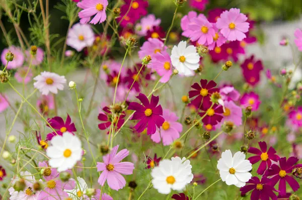 Kosmos květiny kvetoucí v zahradě — Stock fotografie