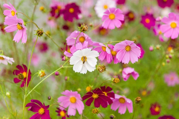 Fiori del cosmo che sbocciano nel giardino — Foto Stock