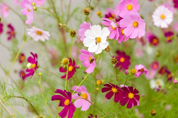 Fiori del cosmo che sbocciano nel giardino — Foto Stock