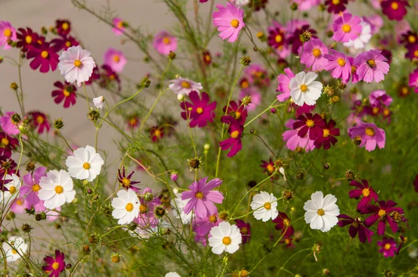 Cosmos flores que florecen en el jardín — Foto de Stock