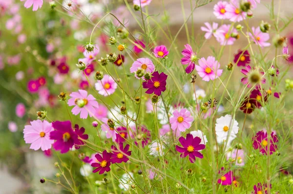Cosmos flores florescendo no jardim — Fotografia de Stock