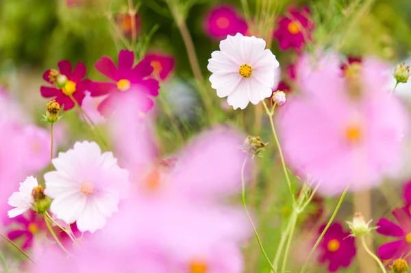 Cosmos flores que florecen en el jardín —  Fotos de Stock