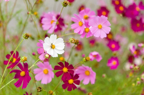 Cosmos flores florescendo no jardim — Fotografia de Stock