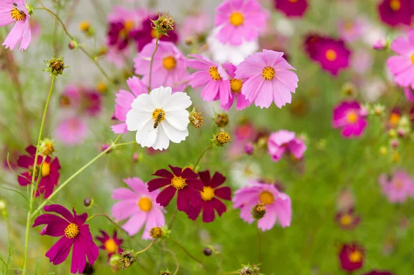 Fiori del cosmo che sbocciano nel giardino — Foto Stock