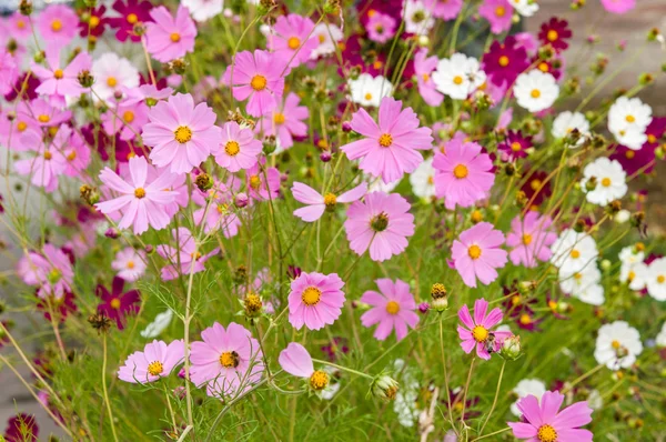 Cosmos flores florescendo no jardim — Fotografia de Stock