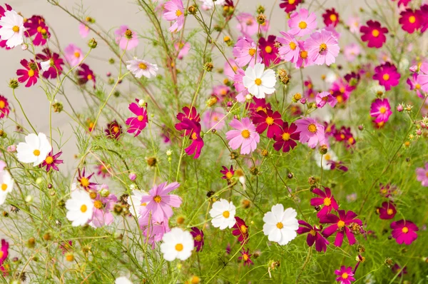 Cosmos flores florescendo no jardim — Fotografia de Stock