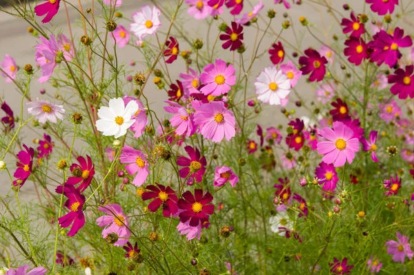 Kosmos-Blumen blühen im Garten — Stockfoto