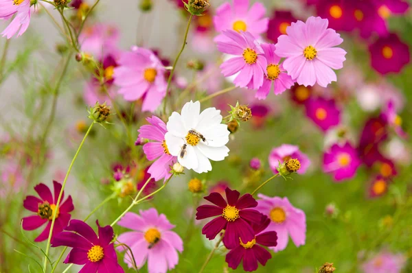 Fiori del cosmo che sbocciano nel giardino — Foto Stock