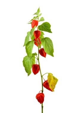 Physalis bitkiler veya Çin Fener Bitkiler