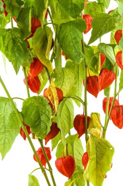 Physalis bitkiler veya Çin Fener Bitkiler