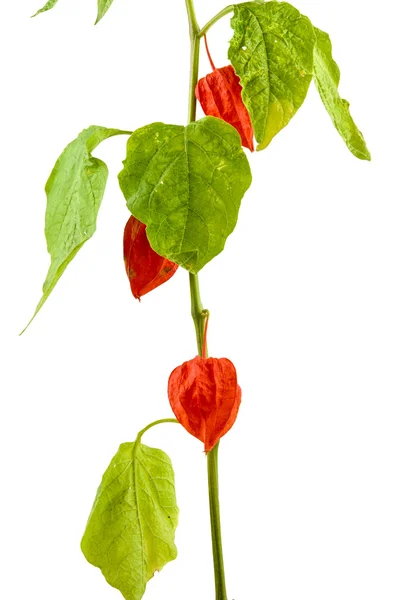 Physalis plants or Chinese Lantern Plants — Stock Photo, Image