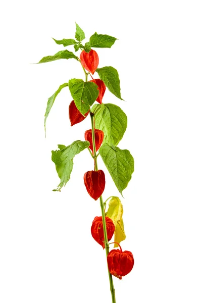 Physalis växter eller kinesiska Lantern växter — Stockfoto