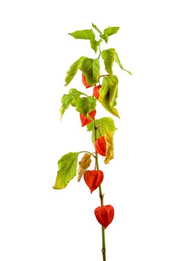 Physalis bitkiler veya Çin Fener Bitkiler