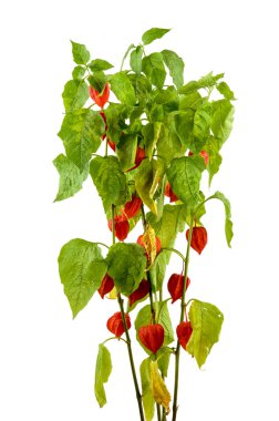Physalis bitkiler veya Çin Fener Bitkiler