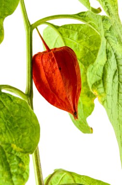 Physalis bitkiler veya Çin Fener Bitkiler