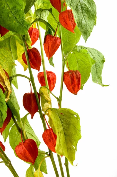 Physalis plants or Chinese Lantern Plants — Stock Photo, Image