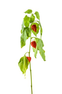 Physalis bitkiler veya Çin Fener Bitkiler