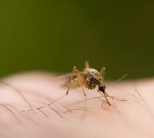 Mosquito — Fotografia de Stock