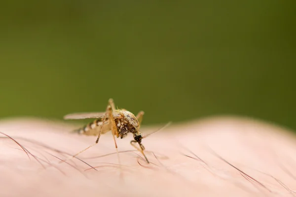 Mosquito — Fotografia de Stock