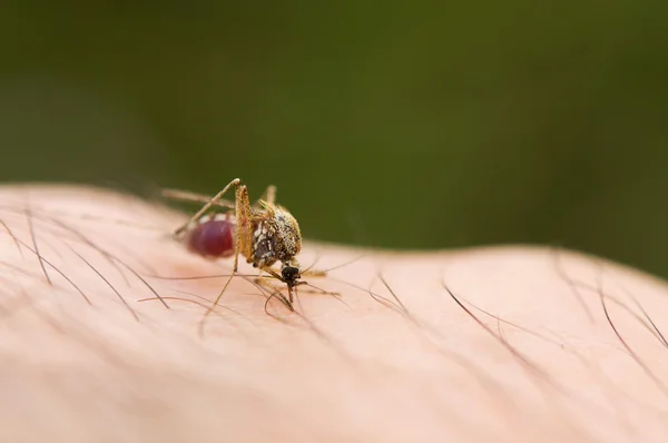 Mosquito — Fotografia de Stock