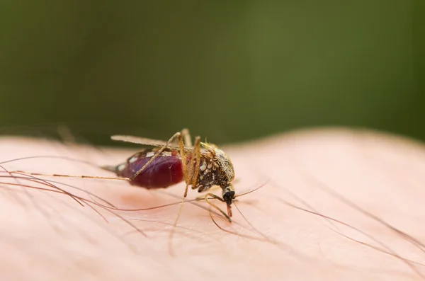 Mosquito — Fotografia de Stock