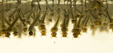 Mosquito larvae clipart