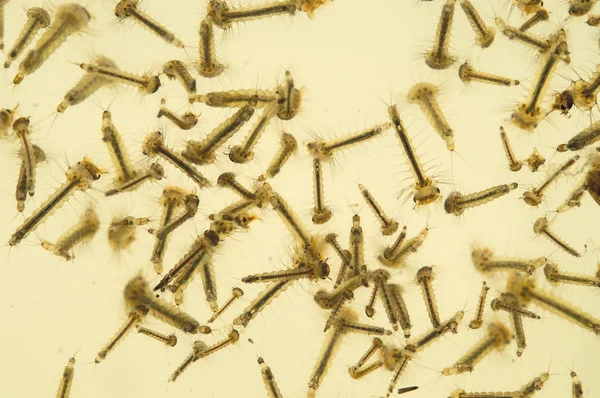 Mosquito larvae — Stock Photo, Image