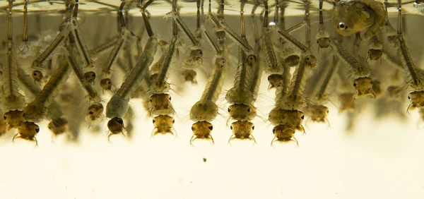 Mosquito larvae — Stock Photo, Image