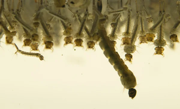 Larvas de mosquitos — Fotografia de Stock