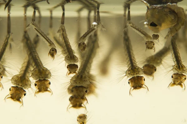 Larvas de mosquitos — Fotografia de Stock