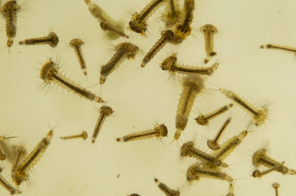 Mosquito larvae — Stock Photo, Image