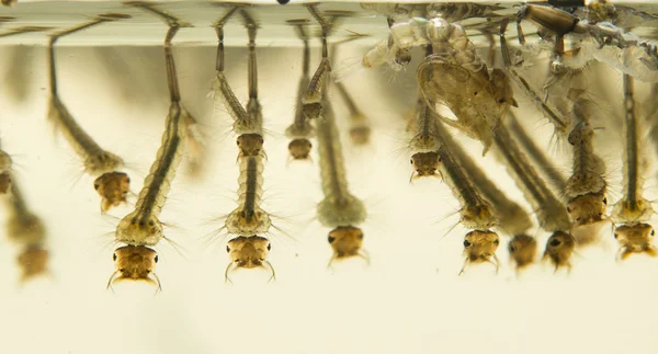 Mosquito larvae — Stock Photo, Image