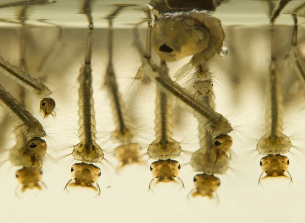 Προνύμφες κουνουπιών — Φωτογραφία Αρχείου