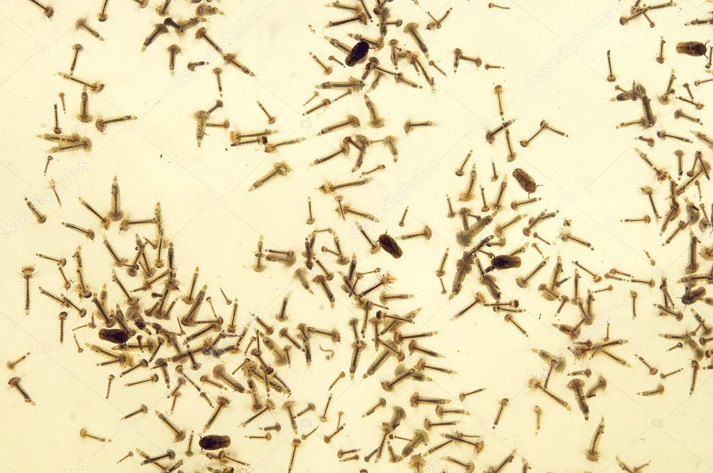 Mosquito Larvae Stock Photo By C Maumyha