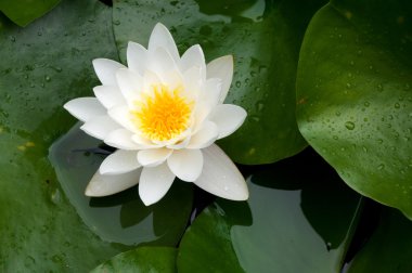 Nymphaea alba
