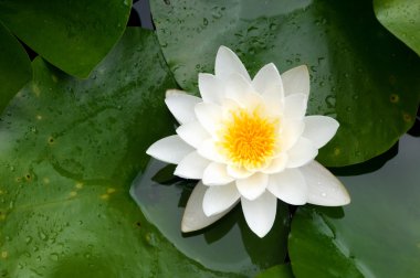 Nymphaea alba