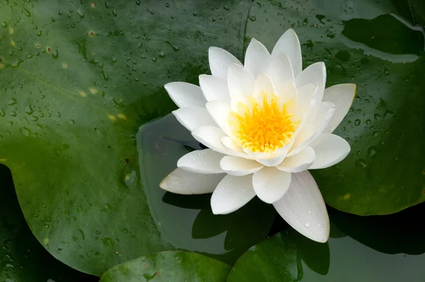 Nymphaea alba — Stockfoto