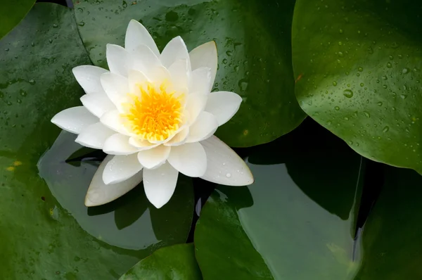 Nymphaea alba — Stockfoto