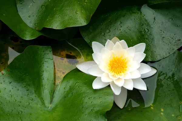 Nymphaea alba — Stockfoto