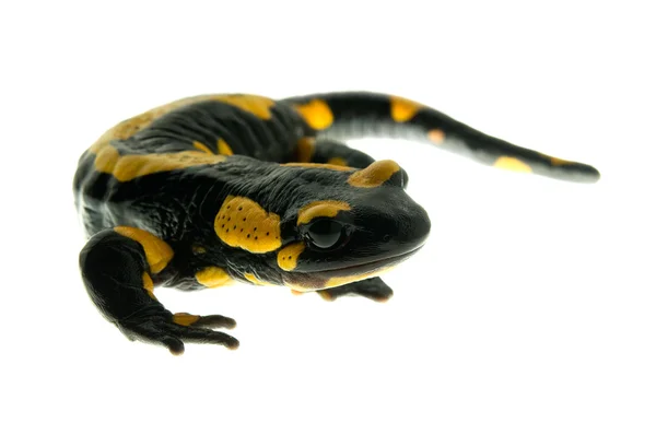 Salamandra — Fotografia de Stock