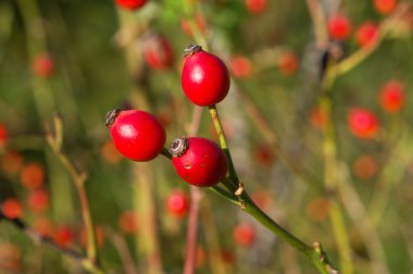 Rosa Canina.
