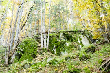 sisli sonbahar orman