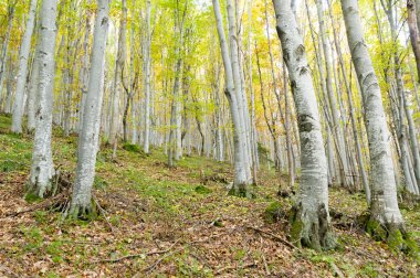 sisli sonbahar orman