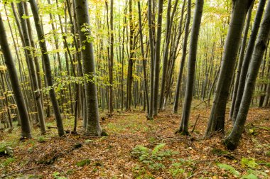 sisli sonbahar orman