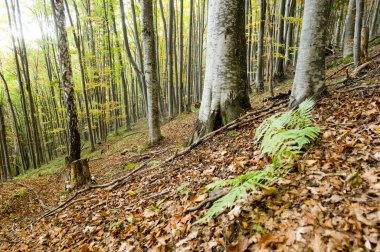 sisli sonbahar orman