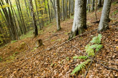 sisli sonbahar orman