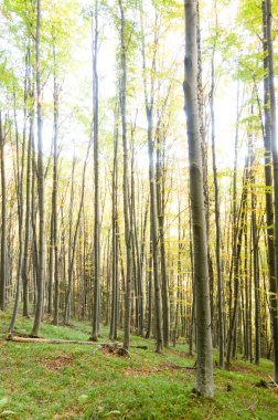 sisli sonbahar orman