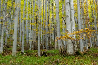 sisli sonbahar orman